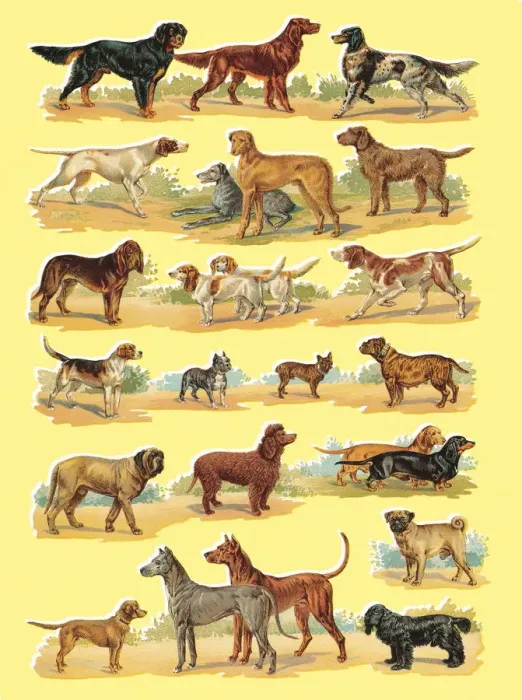 Framed Print : Dogs. http: / / csaimages.com / images / istockprofile / csa_vector_dsp.jpg Framed Print : Dogs. http: / / csaimages.com / images / istockprofile / csa_vector_dsp.jpg