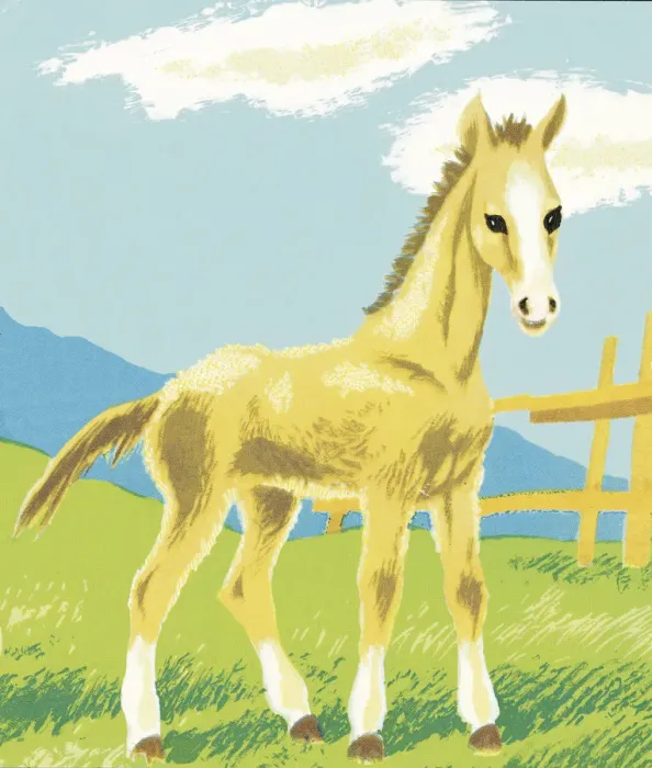 Framed Print : Foal. http: / / csaimages.com / images / istockprofile / csa_vector_dsp.jpg Framed Print : Foal. http: / / csaimages.com / images / istockprofile / csa_vector_dsp.jpg