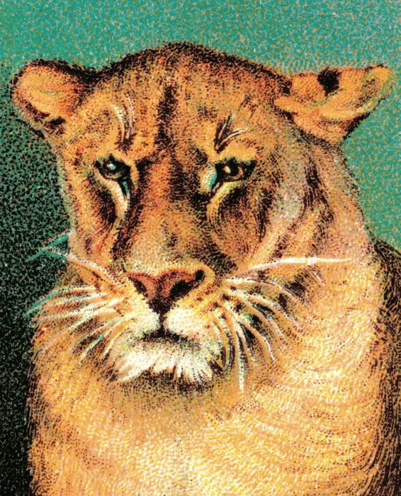 Framed Print : Tiger. http: / / csaimages.com / images / istockprofile / csa_vector_dsp.jpg Framed Print : Tiger. http: / / csaimages.com / images / istockprofile / csa_vector_dsp.jpg