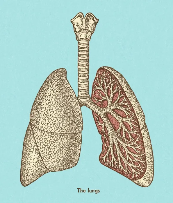 Framed Print : Lungs. http: / / csaimages.com / images / istockprofile / csa_vector_dsp.jpg Framed Print : Lungs. http: / / csaimages.com / images / istockprofile / csa_vector_dsp.jpg