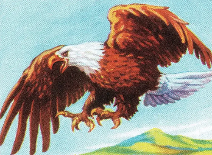 Framed Print : Eagle. http: / / csaimages.com / images / istockprofile / csa_vector_dsp.jpg Framed Print : Eagle. http: / / csaimages.com / images / istockprofile / csa_vector_dsp.jpg