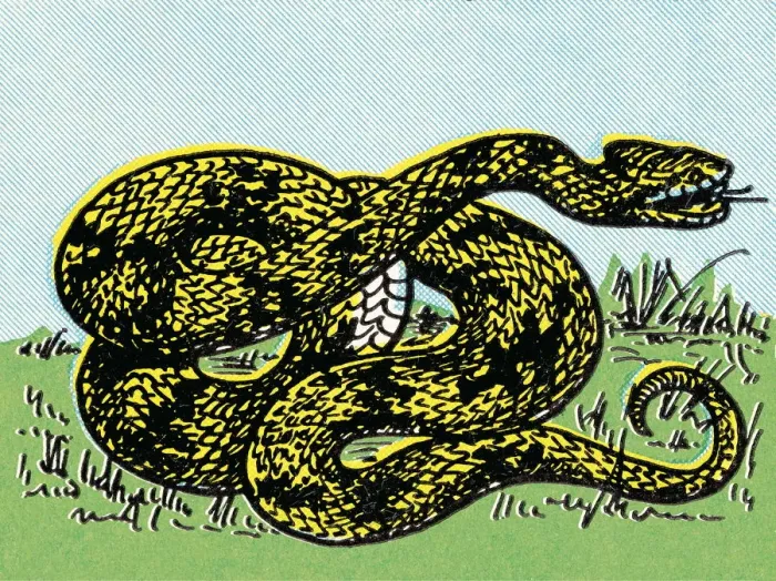 Framed Print : Snake. http: / / csaimages.com / images / istockprofile / csa_vector_dsp.jpg Framed Print : Snake. http: / / csaimages.com / images / istockprofile / csa_vector_dsp.jpg