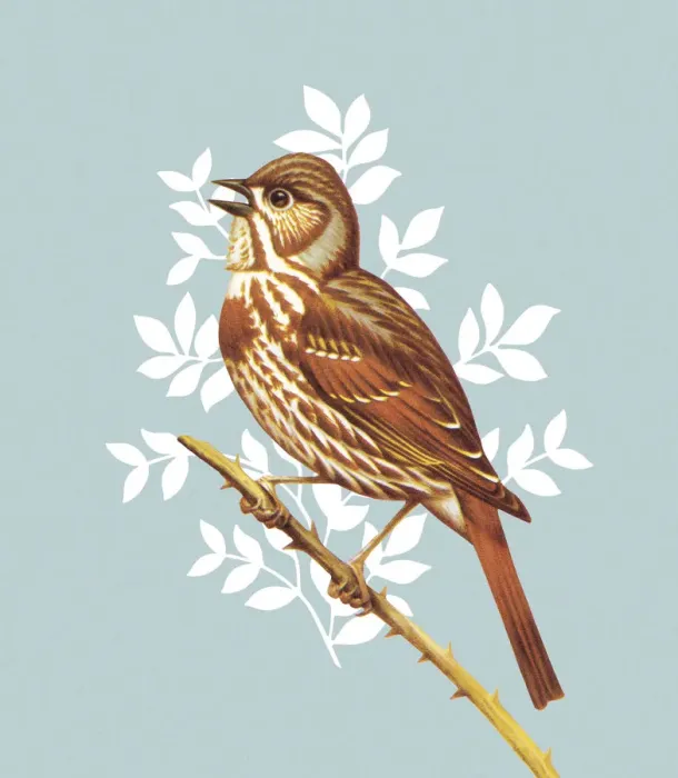 Framed Print : Bird. http: /  / csaimages.com / images / istockprofile / csa_vector_dsp.jpg