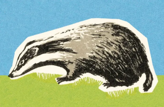 Framed Print : Skunk. http: / / csaimages.com / images / istockprofile / csa_vector_dsp.jpg Framed Print : Skunk. http: / / csaimages.com / images / istockprofile / csa_vector_dsp.jpg