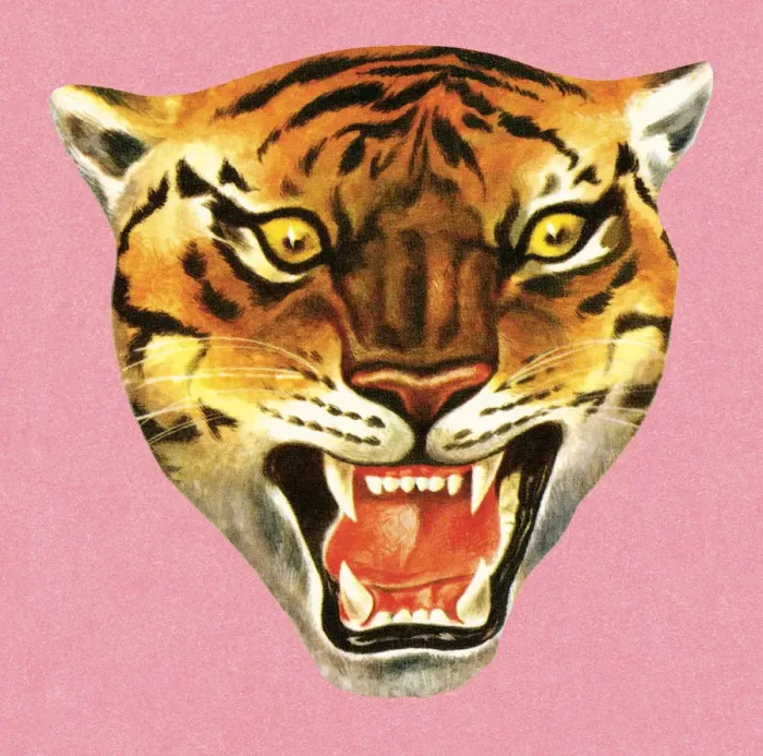 Framed Print : Tiger. http: / / csaimages.com / images / istockprofile / csa_vector_dsp.jpg Framed Print : Tiger. http: / / csaimages.com / images / istockprofile / csa_vector_dsp.jpg
