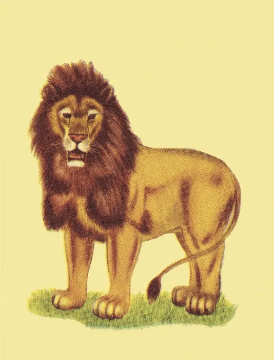 Framed Print : Lion. http: / / csaimages.com / images / istockprofile / csa_vector_dsp.jpg Framed Print : Lion. http: / / csaimages.com / images / istockprofile / csa_vector_dsp.jpg