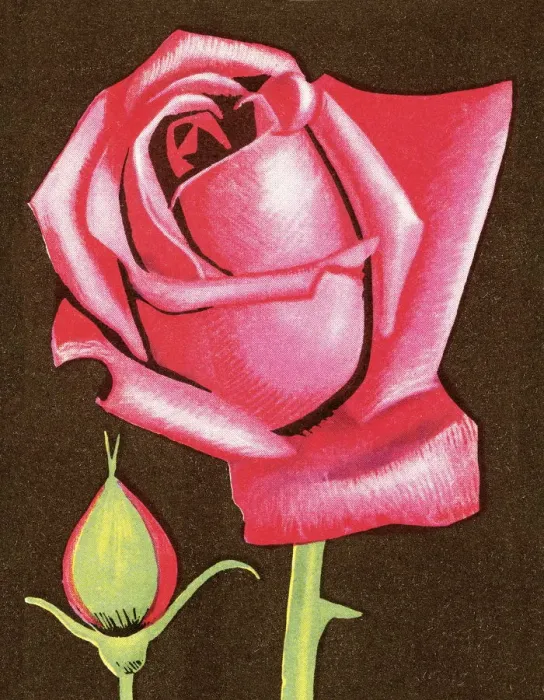 Framed Print : Rose. http: / / csaimages.com / images / istockprofile / csa_vector_dsp.jpg Framed Print : Rose. http: / / csaimages.com / images / istockprofile / csa_vector_dsp.jpg
