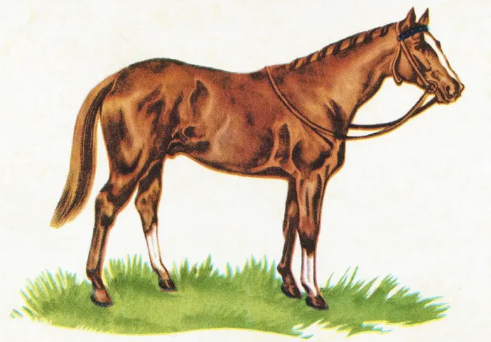 Framed Print : Horse. http: / / csaimages.com / images / istockprofile / csa_vector_dsp.jpg Framed Print : Horse. http: / / csaimages.com / images / istockprofile / csa_vector_dsp.jpg