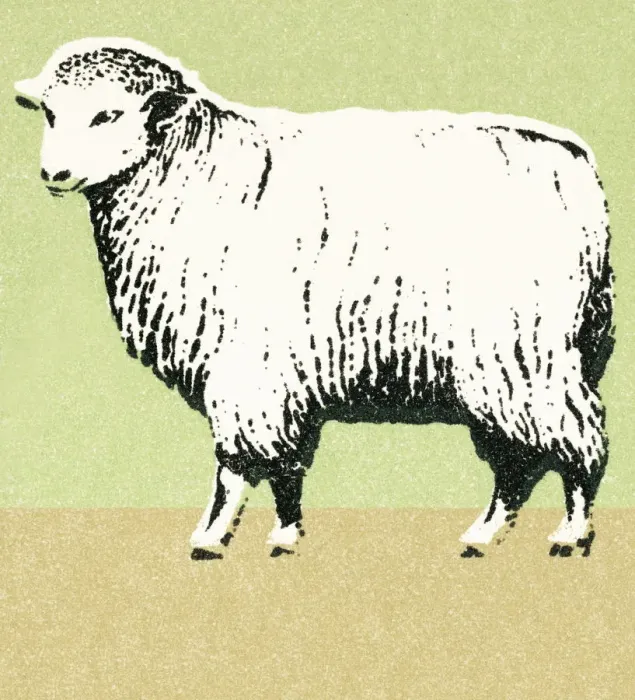 Framed Print : Sheep. http: / / csaimages.com / images / istockprofile / csa_vector_dsp.jpg Framed Print : Sheep. http: / / csaimages.com / images / istockprofile / csa_vector_dsp.jpg