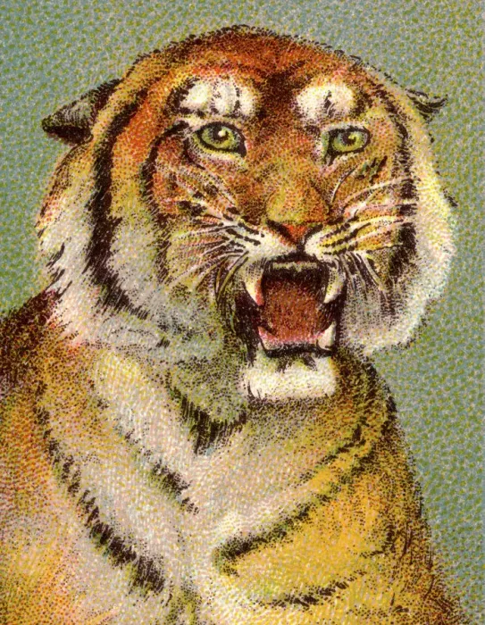 Framed Print : Tiger. http: / / csaimages.com / images / istockprofile / csa_vector_dsp.jpg Framed Print : Tiger. http: / / csaimages.com / images / istockprofile / csa_vector_dsp.jpg