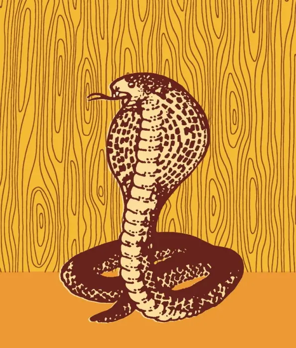 Framed Print : Snake. http: / / csaimages.com / images / istockprofile / csa_vector_dsp.jpg Framed Print : Snake. http: / / csaimages.com / images / istockprofile / csa_vector_dsp.jpg