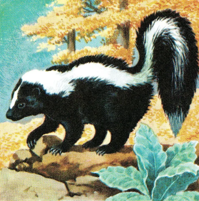 Framed Print : Skunk. http: / / csaimages.com / images / istockprofile / csa_vector_dsp.jpg Framed Print : Skunk. http: / / csaimages.com / images / istockprofile / csa_vector_dsp.jpg