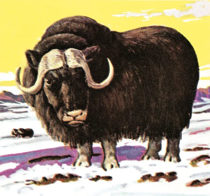 Framed Print : Yak. http: / / csaimages.com / images / istockprofile / csa_vector_dsp.jpg Framed Print : Yak. http: / / csaimages.com / images / istockprofile / csa_vector_dsp.jpg