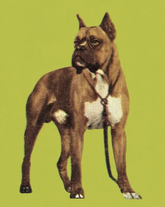Framed Print : Boxer. http: / / csaimages.com / images / istockprofile / csa_vector_dsp.jpg Framed Print : Boxer. http: / / csaimages.com / images / istockprofile / csa_vector_dsp.jpg