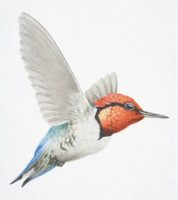 Framed Print : Cuban Bee Hummingbird, Mellissuga helenae, with a red head in flight Framed Print : Cuban Bee Hummingbird, Mellissuga helenae, with a red head in flight