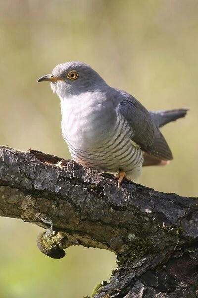 Cuckoo -Cuculus canorus-, Allgau, Bavaria, Germany