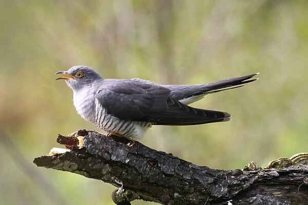 Cuckoo -Cuculus canorus-, calling, Allgau, Bavaria, Germany