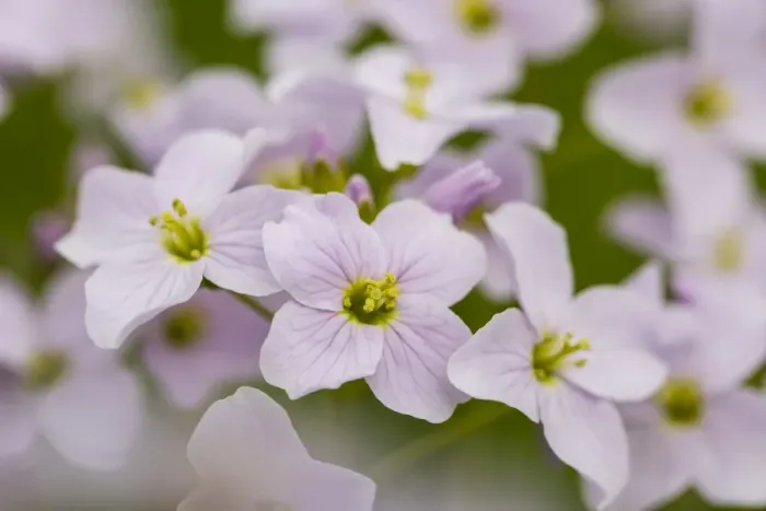 Framed Print : Cuckoo Flower -Cardamine pratensis-, Hesse, Germany Framed Print : Cuckoo Flower -Cardamine pratensis-, Hesse, Germany