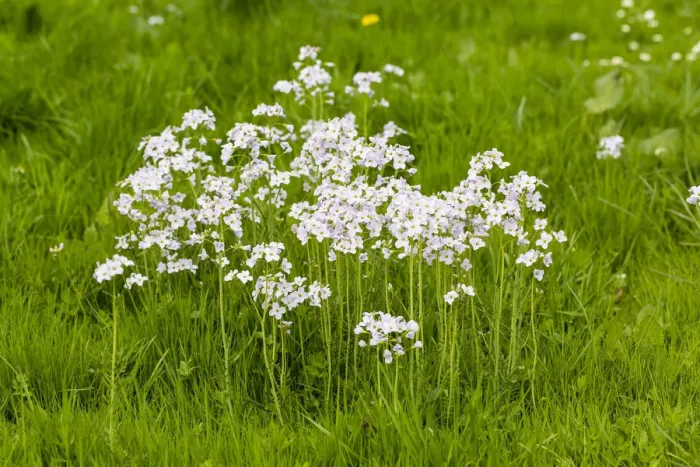 Framed Print : Cuckoo Flower -Cardamine pratensis-, Hesse, Germany Framed Print : Cuckoo Flower -Cardamine pratensis-, Hesse, Germany