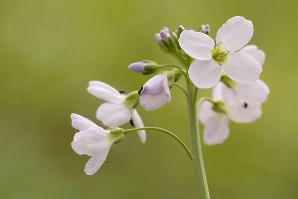 Cuckoo Flower or Ladys Smock -Cardamine pratensis-, in the alluvial forest of Leipzig, Saxony, Germany, Europe