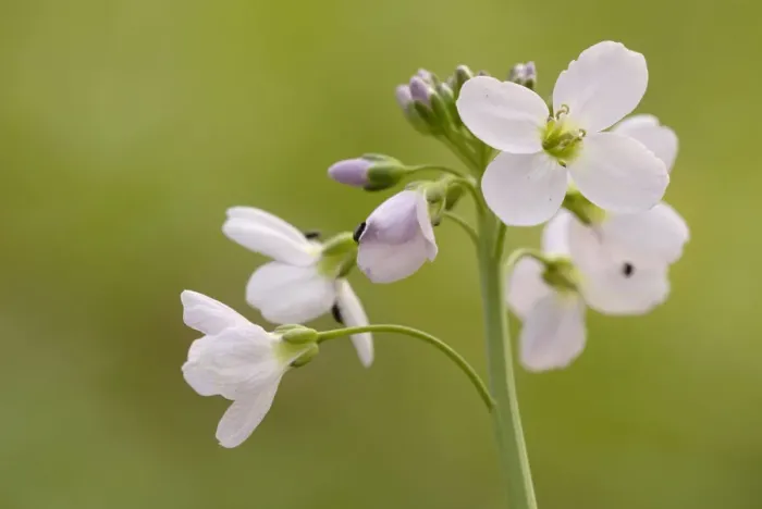 Framed Print : Cuckoo Flower or Ladys Smock -Cardamine pratensis-, in the alluvial forest of Leipzig, Saxony, Germany, Europe Framed Print : Cuckoo Flower or Ladys Smock -Cardamine pratensis-, in the alluvial forest of Leipzig, Saxony, Germany, Europe