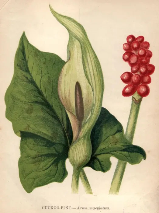 Framed Print : Cuckoo Pint Framed Print : Cuckoo Pint