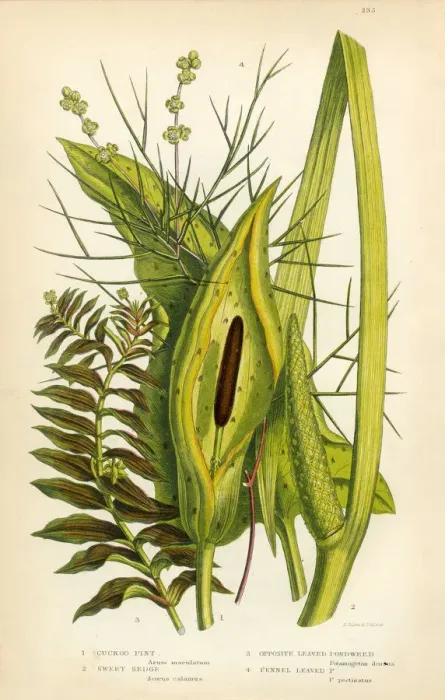 Framed Print : Cuckoo Pint, Sweet Sedge, Sedge, Pondweed, Victorian Botanical Illustration Framed Print : Cuckoo Pint, Sweet Sedge, Sedge, Pondweed, Victorian Botanical Illustration