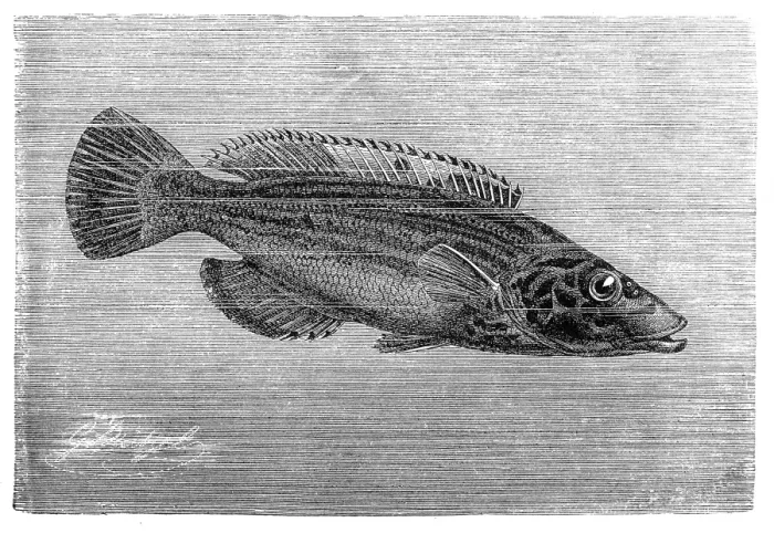 Framed Print : The cuckoo wrasse (Labrus mixtus) Framed Print : The cuckoo wrasse (Labrus mixtus)