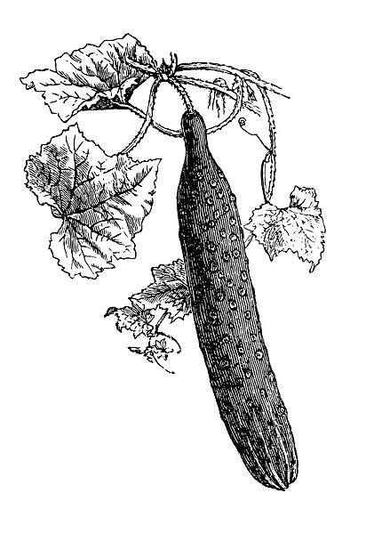 Cucumber (Cucumis sativus)