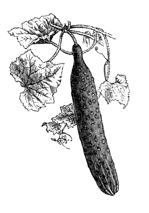 Framed Print : Cucumber (Cucumis sativus) Framed Print : Cucumber (Cucumis sativus)