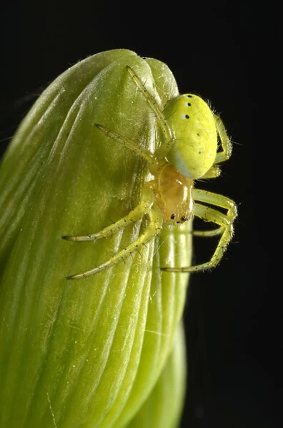 Cucumber Green Spider -Araniella cucurbitina-, young animal on a Bearded Iris -Iris germanica-, macro shot, Baden-Wurttemberg, Germany
