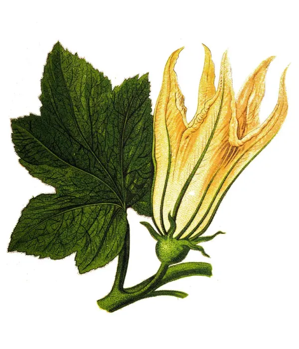 Framed Print : Cucurbita, squash blossoms Framed Print : Cucurbita, squash blossoms