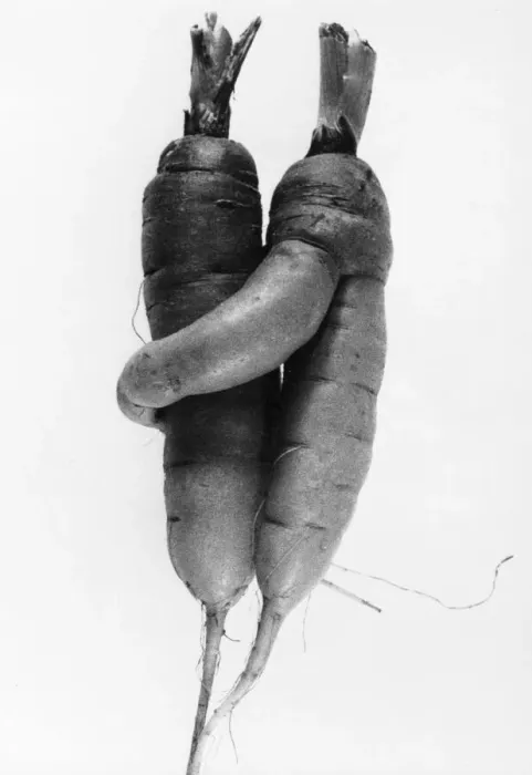Framed Print : Cuddling Carrots Framed Print : Cuddling Carrots