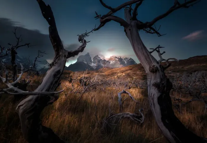 Framed Print : Cuernos del Paine looking through dead trees forest Framed Print : Cuernos del Paine looking through dead trees forest