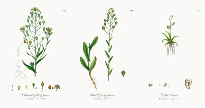 Framed Print : Cultivated Gold-of-pleasure, Camelina eu-sativa, Victorian Botanical Illustration, 1863 Framed Print : Cultivated Gold-of-pleasure, Camelina eu-sativa, Victorian Botanical Illustration, 1863