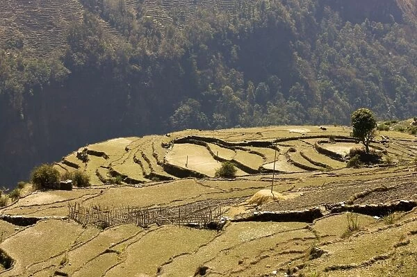 Cultivated landscape, rice fields layed out as terraces at the edge of an abyss, Annapurna Conservation Area, Nepal, Asia
