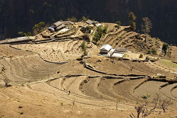 Cultivated landscape with a small village, rice fields layed out as terraces at the edge of an abyss, Annapurna Conservation Area, Nepal, Asia