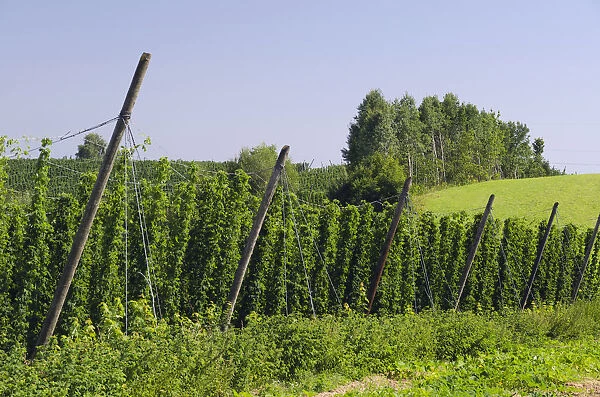 Cultivation of Hops -Humulus lupulus- in the Hallertau area, Mainburg, Bavaria, Germany, Europe