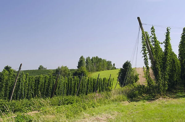 Cultivation of Hops -Humulus lupulus- in the Hallertau area, Mainburg, Bavaria, Germany, Europe