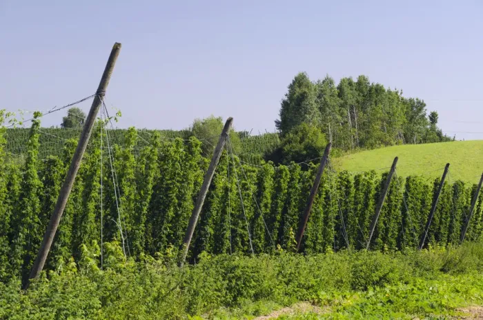 Framed Print : Cultivation of Hops -Humulus lupulus- in the Hallertau area, Mainburg, Bavaria, Germany, Europe Framed Print : Cultivation of Hops -Humulus lupulus- in the Hallertau area, Mainburg, Bavaria, Germany, Europe