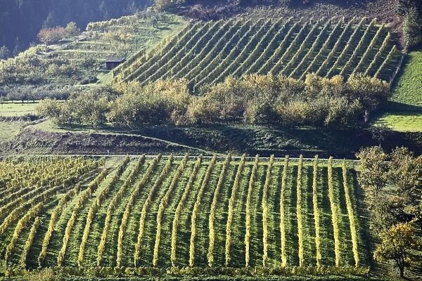 Cultural landscape with a vineyard and an orchard in Viessling, Spitzer Graben valley, Wachau valley, Waldviertel region, Lower Austria, Austria, Europe