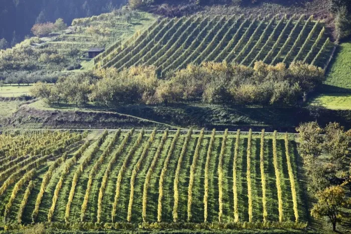 Framed Print : Cultural landscape with a vineyard and an orchard in Viessling, Spitzer Graben valley, Wachau valley, Waldviertel region, Lower Austria, Austria, Europe