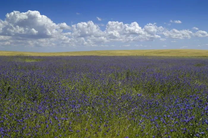 Framed Print : Cumulus floats in blue sky over field of blue wildflowers Framed Print : Cumulus floats in blue sky over field of blue wildflowers