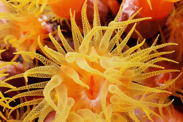 Cup coral (Tubastrea sp. ), polyps open and feeding