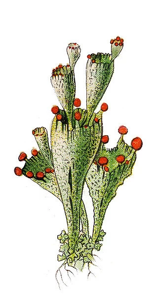 Cup Lichen (Cladonia coccifera)