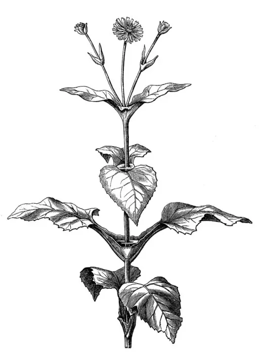 Framed Print : Cup plant (Silphium perfoliatum) Framed Print : Cup plant (Silphium perfoliatum)