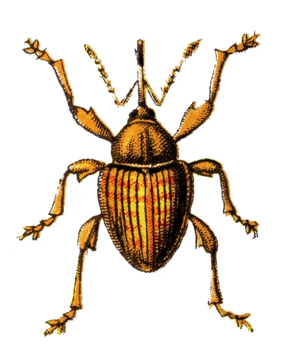 Framed Print : Curculio nucum (nut weevil) is a medium-sized beetle Framed Print : Curculio nucum (nut weevil) is a medium-sized beetle