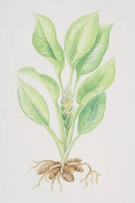 Framed Print : Curcuma longa, Turmeric plant and roots growing from bulbs, side view