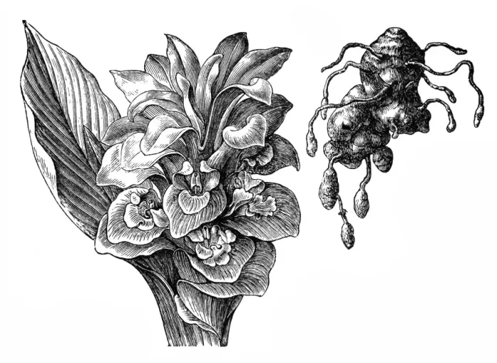 Framed Print : Curcuma zedoaria Framed Print : Curcuma zedoaria