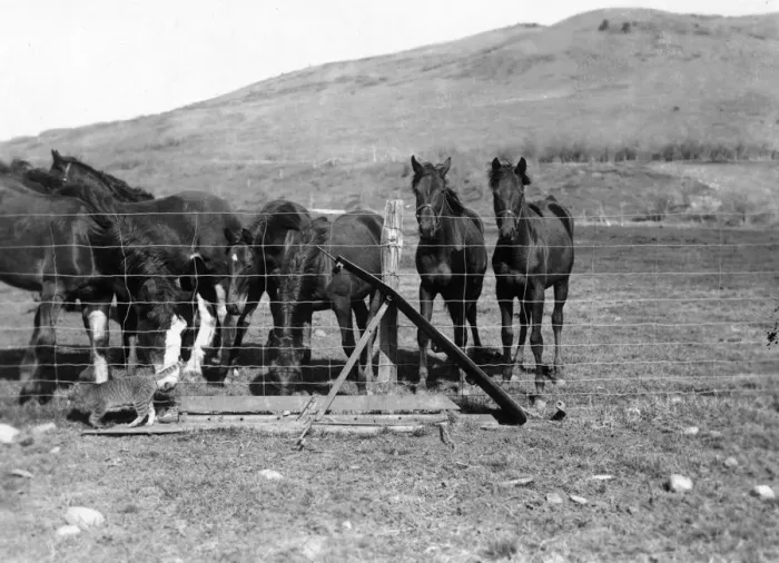 Framed Print : Curiosity. March 1929: Clydesdale foals interested in a ranch cat at the Framed Print : Curiosity. March 1929: Clydesdale foals interested in a ranch cat at the